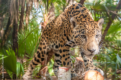 Obraz na płótnie las ameryka zwierzę natura jaguar