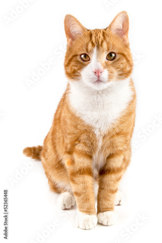 Naklejka kot zwierzę ssak portret