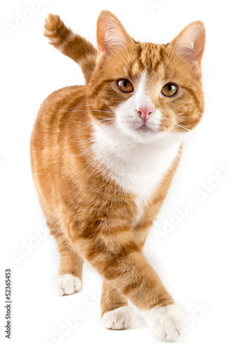 Plakat zwierzę kot portret ssak