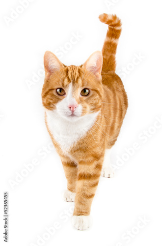 Naklejka zwierzę kot ssak portret czerwony