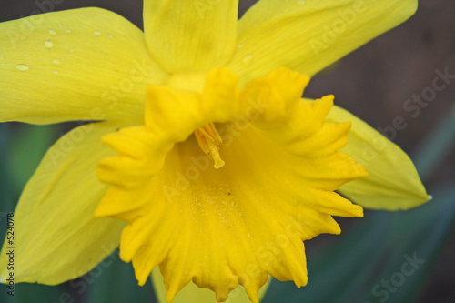 Fototapeta roślina kwiat narcyz makro 