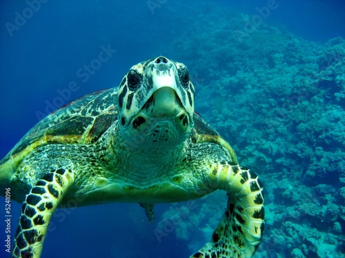 Naklejka zwierzę morze żółw ssak gad
