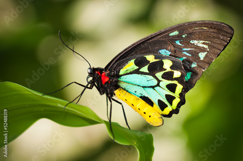 Naklejka motyl mężczyzna wzór