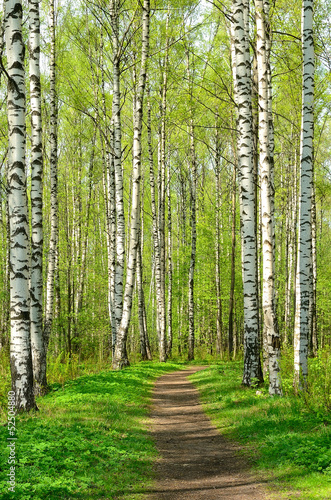 Obraz na płótnie krajobraz ścieżka natura piękny