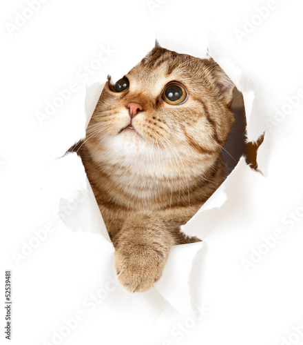 Plakat piękny kociak ładny zwierzę kot