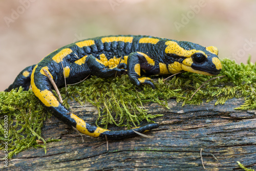 Fototapeta dzikie zwierzę fauna zwierzę