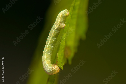 Plakat jedzenie natura zwierzę motyl las