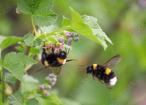 Fotoroleta pyłek natura roślina zwierzę lato