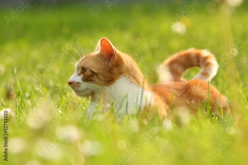 Fotoroleta Czuwający kot w trawie