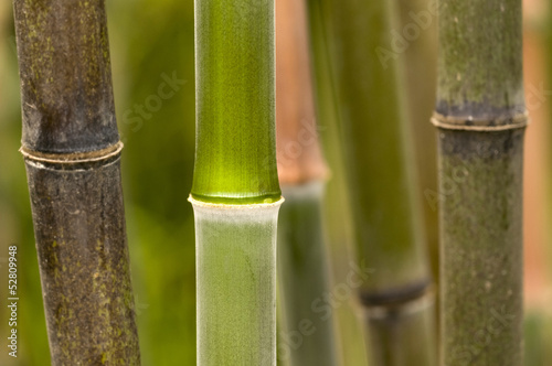 Fotoroleta świeży zen natura ogród