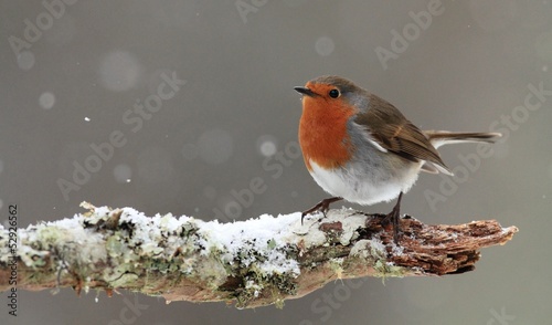 Fotoroleta natura śnieg bezdroża las pejzaż