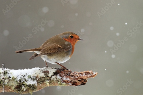 Fototapeta dziki bezdroża natura las