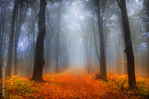 Fotoroleta pejzaż ulica park natura