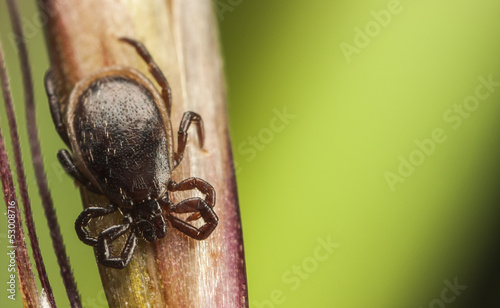 Fototapeta fauna natura makro kleszcz