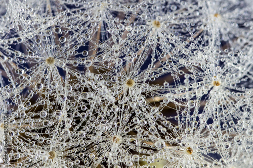 Fotoroleta roślina rosa mniszek woda botaniczny