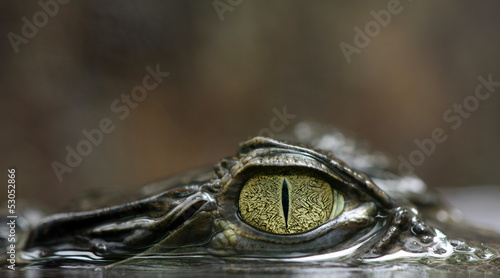 Naklejka aligator krokodyl gad źrenica caiman