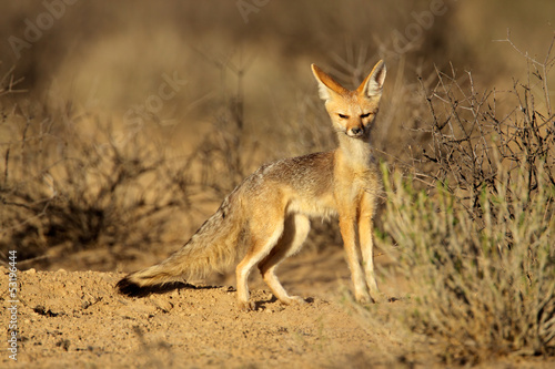 Fototapeta fauna dziki safari ładny