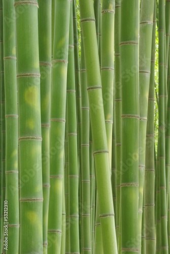 Fototapeta bambus krajobraz roślina wzór naturalny