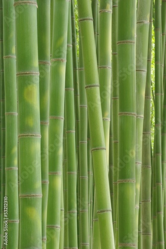 Obraz na płótnie bambus krajobraz roślina wzór naturalny