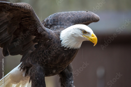 Fotoroleta ptak raptor symbol drapieżnik sokolnictwo