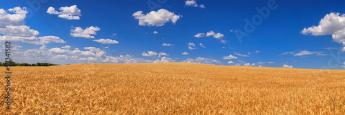 Plakat trawa niebo zboże zdrowy