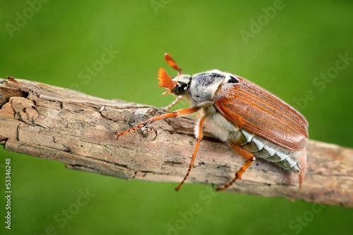 Plakat natura roślina dziki zwierzę