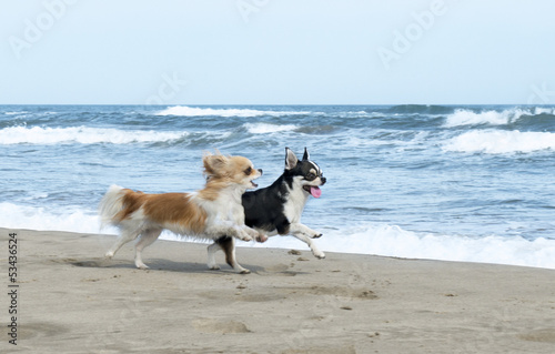 Obraz na płótnie Dwa Chihuahua biegną po plaży