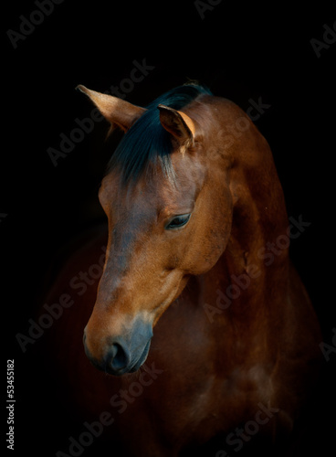 Naklejka arabian portret zwierzę natura