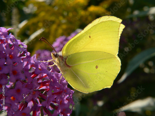 Naklejka kwiat motyl lato