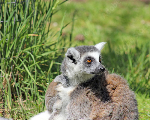 Fotoroleta dziki usta natura oko