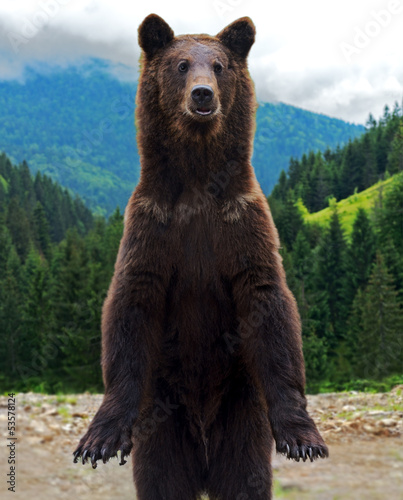 Plakat zwierzę natura las niedźwiedź ssak