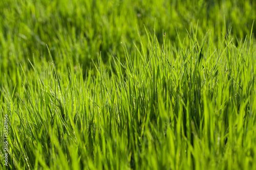 Obraz na płótnie świeży piłka trawa pole