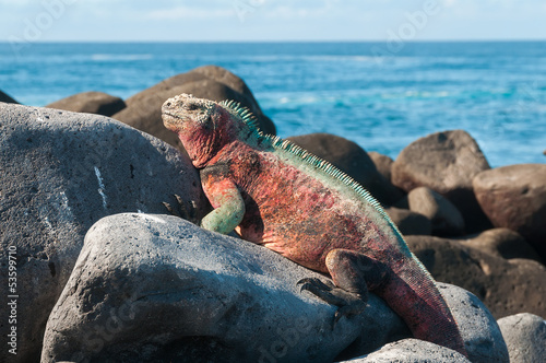 Obraz na płótnie ekwador zwierzę wybrzeże mężczyzna gad