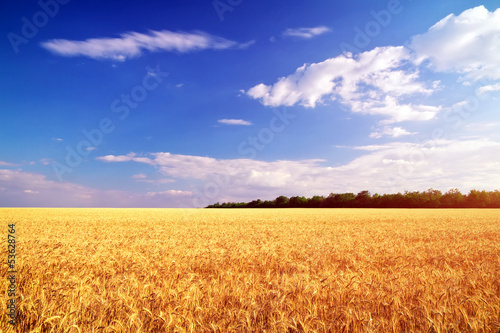 Obraz na płótnie niebo pole zboże łąka