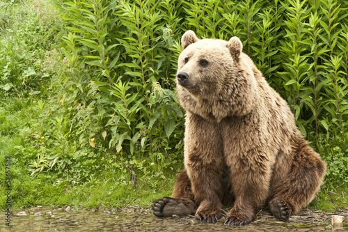 Naklejka zwierzę dziki alaska brzeg