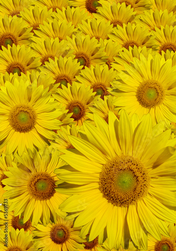 Plakat słonecznik lato kwiat natura