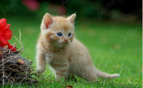 Fotoroleta kot ssak szczenię zwierzę