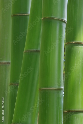 Naklejka krajobraz roślina bambus