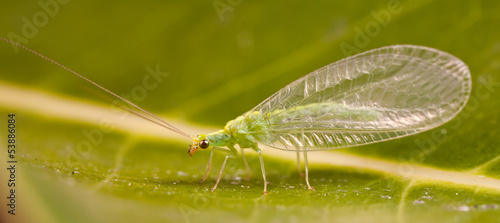 Plakat zwierzę natura piękny