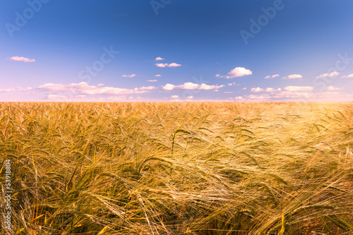 Fotoroleta natura wieś słoma