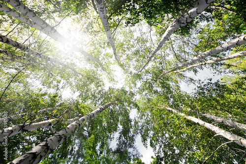 Naklejka perspektywa słońce natura drzewa las