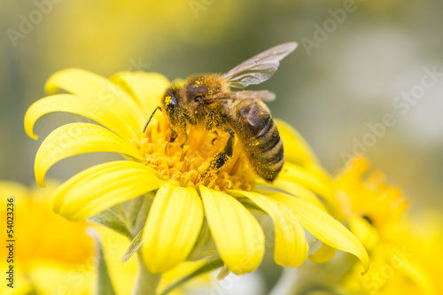 Fototapeta natura lato kwiat pyłek