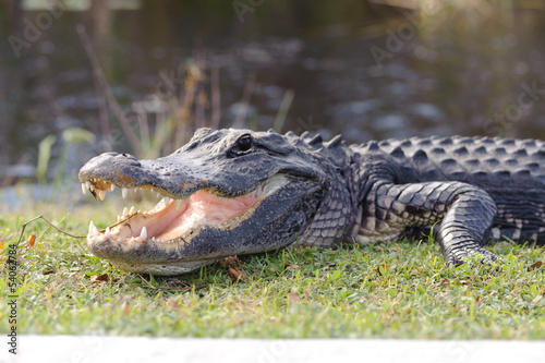 Naklejka aligator usta narodowy zwierzę