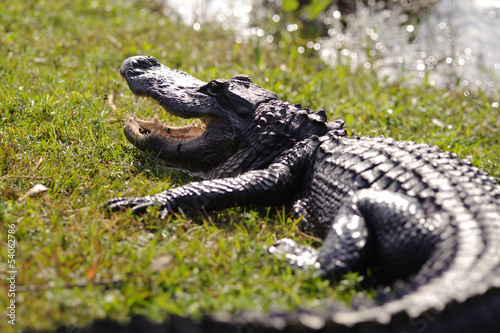 Fotoroleta zwierzę aligator bezdroża narodowy