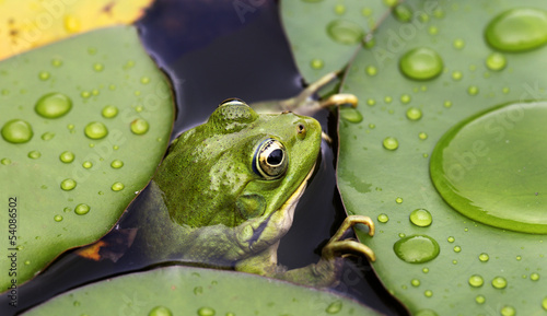 Fotoroleta trawa lato natura drzewa zwierzę