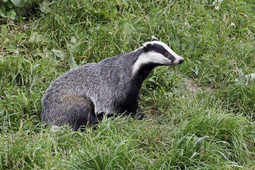 Naklejka noc strumyk ssak natura pasy