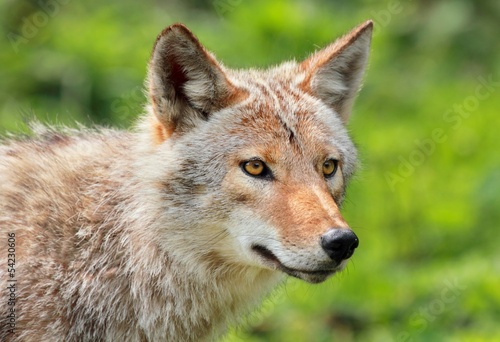 Naklejka zwierzę natura lato dziki