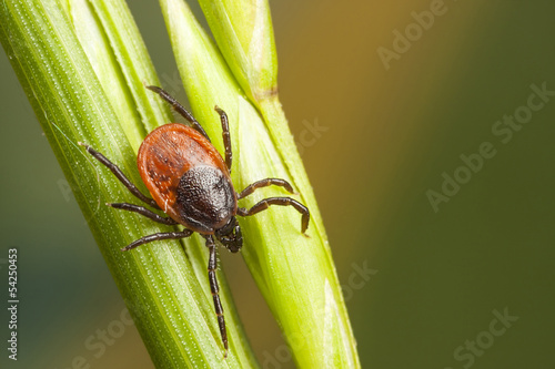 Naklejka roślina słoma natura fauna błąd