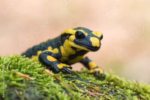 Naklejka natura dzikie zwierzę fauna zwierzę płaz