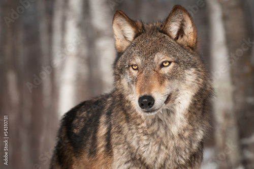 Naklejka ssak natura zwierzę śnieg istota